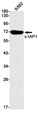 cIAP1 Rabbit mAb